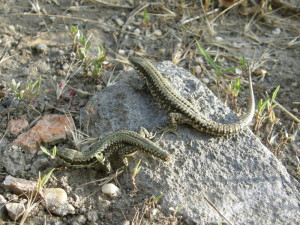 .....jašterice múrové ( Podarcis muralis ), smetisko južne Budapešti....