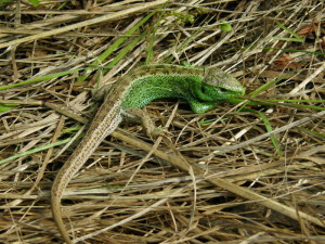 ...samec jašterice krátkohlavej ( Lacerta agilis argus ), Veľké Kapušany..