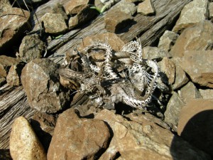 ...kostra užovky obojkovej ( Natrix natrix ) na koľajniciach v Drégelypalánku...