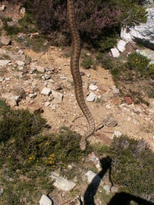 Vretenica ( Vipera aspis aspis ), dlhá asi 40 cm.