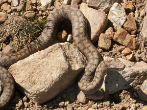 Vretenica ( Vipera aspis aspis ).