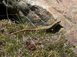 Samec jašterice múrovej ( Podarcis muralis ) zpod vrcholu kopca.