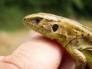 Detail samičky jašterice krátkohlavej ( Lacerta agilis agilis ). 