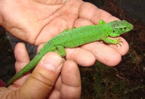 Jašterica krátkohlavá Lacerta agilis grusinica, samec.