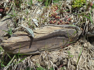 Jašterica Darevskia caucasica, samičky.