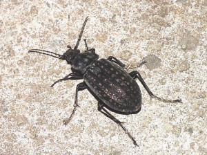 Chrobák Limnocarabus clathratus z Plášťoviec.