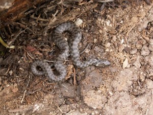 Mláďa užovky fŕkanej (Natrix tessellata)