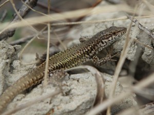 Asi Podarcis carbonelli, samec ( podľa veľkého štítku massetericum ), lokalita Torre de la Higuera.  