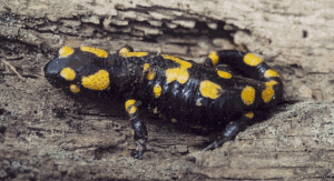 Salandra škvrnitá ( Salamandra salamandra ), Čabraď.