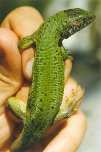 Samička jašterice zelenej Lacerta viridis.
