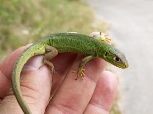 Lacerta bilineata, mláďa.