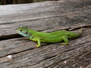 Dospelá samička Lacerta bilineata.