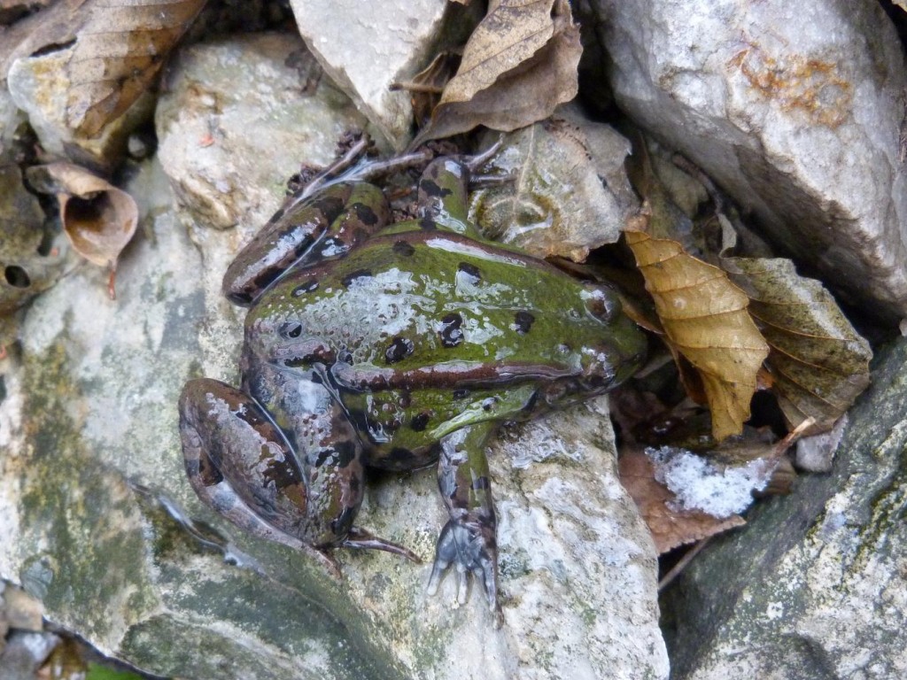 Skokan Pelophylax sp, Olvár. 23.12.2011.