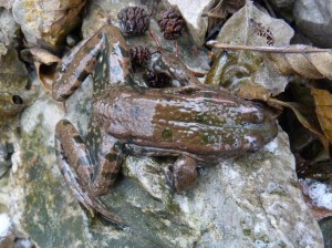 Skokan Pelophylax sp, Olvár. 23.12.2011.