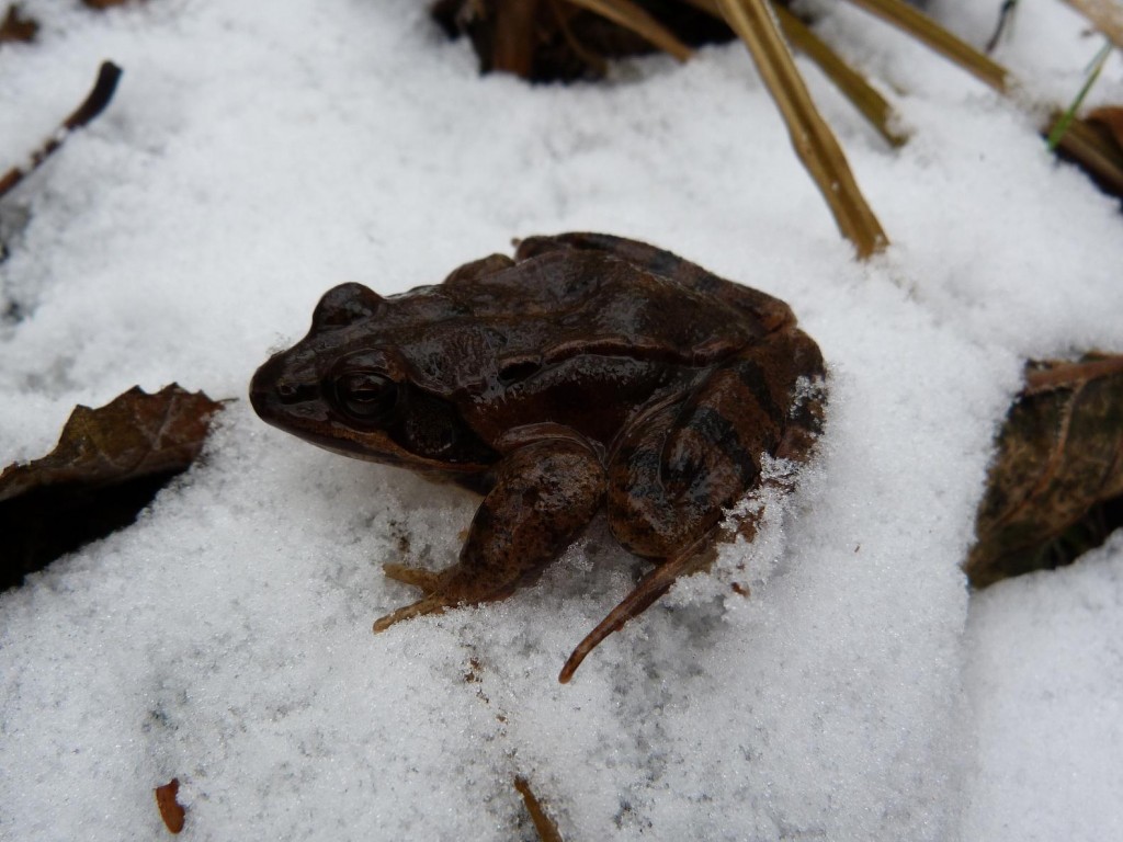 Skokan štíhlý ( Rana dalmatina ), Olvár. 23.12.2011.