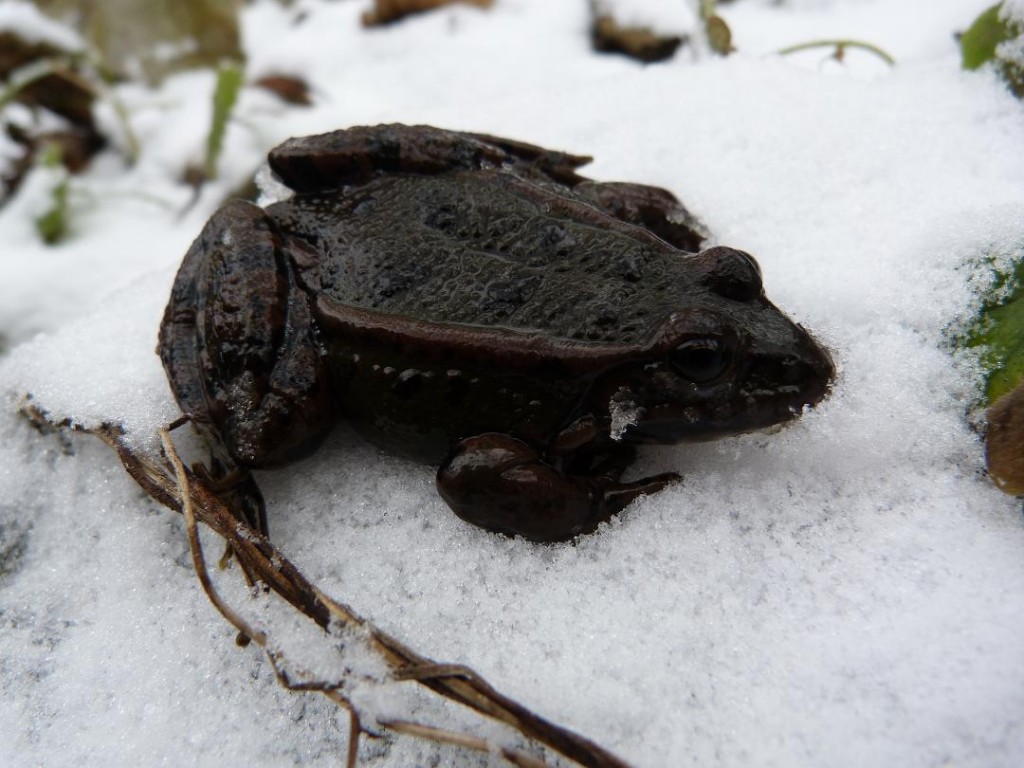 Skokan Pelophylax sp, Olvár. 23.12.2011.