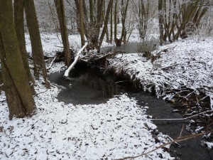 Prekážka a zároveň dobrý úkryt, Olvár. 23.12.2011.