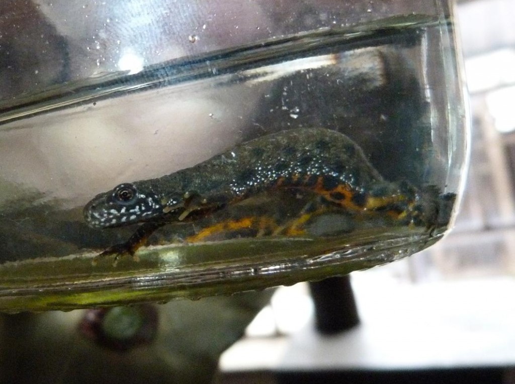 Mlok dunajský ( Triturus dobrogicus ) z blízka. Ip. Predmostie, 24.12.2011.