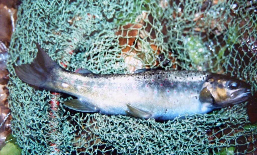 Pstruh potočný ( Salmo trutta m. fario ) z potoka Csarna (Kemence).