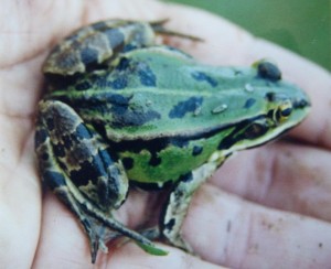 Skokan Pelophylax sp., Čornyj močar.