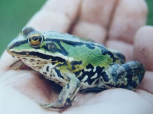 Skokan Pelophylax sp., Čornyj močar.