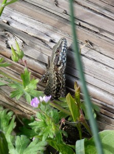 Samec jašterice múrovej ( Podarcis muralis ), odpočívadlo „Aire de Service de Bois Guillerot“.     