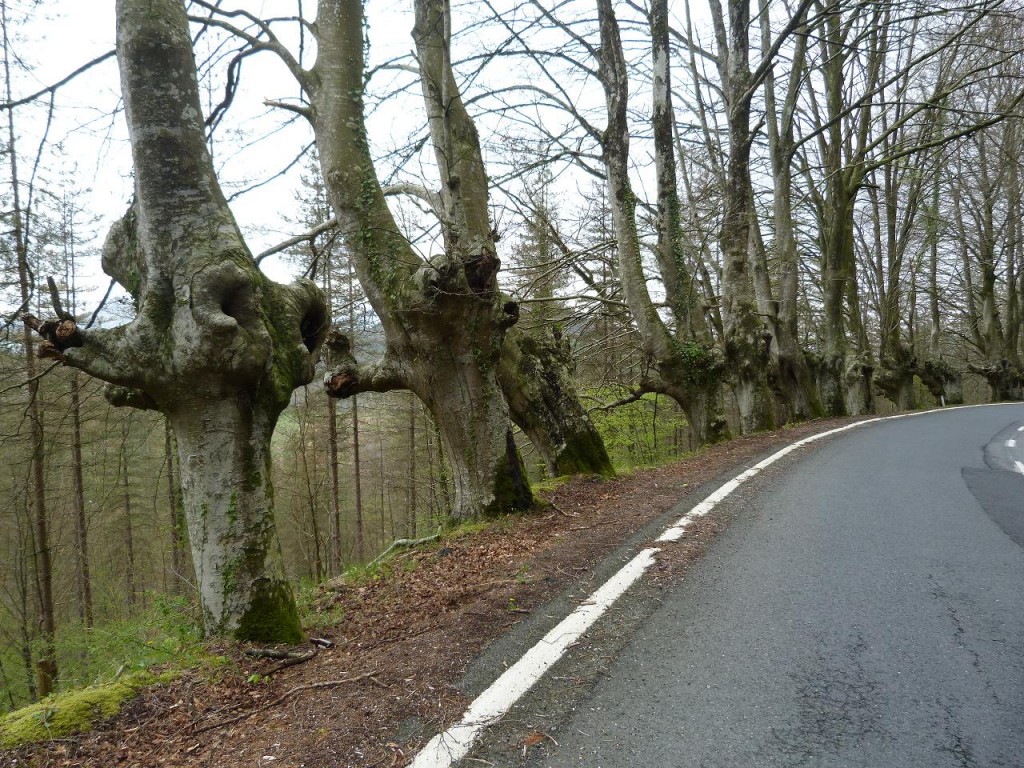 Staré stromy v stúpaní k hraniciam Francúzska a Španielska.