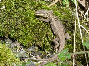 V dedine Berbes fotím jašterice múrové ( Podarcis muralis ), samec.