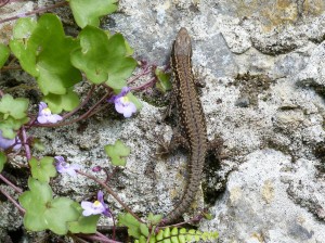 Mladý samec jašterice múrovej ( Podarcis muralis ). 