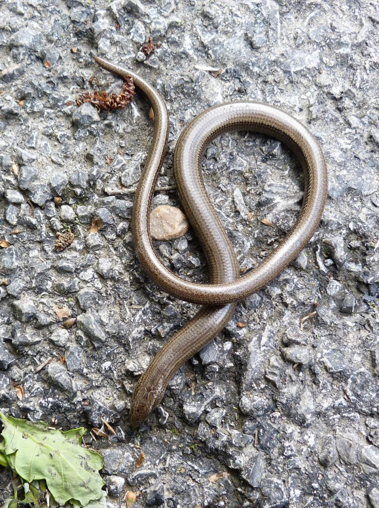 Slepúch lámavý ( Anguis fragilis ), lokalita La Marea