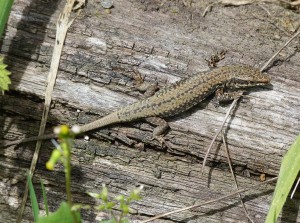 Samec a samica jašteríc múrových ( Podarcis muralis brogniardii ), lokalita La Marea.