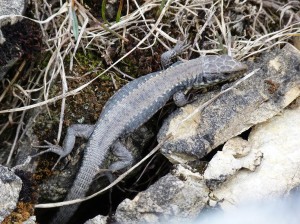 Jediná samička Iberolacerta monticola cantabrica, ktorú som našiel. 