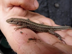 Mláďa Podarcis bocagei, ktorého som našiel pod kameňom. Lokalita Lago de Sanabria.