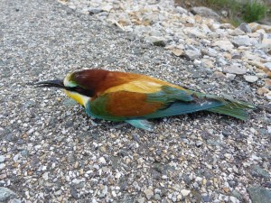 Vlha pestrá ( Merops apiaster ) zrazená na ceste.