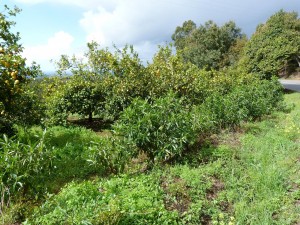 Pomarančová,mandarinková a citrónová záhrada pri ceste na Foia 902 m.n.m.