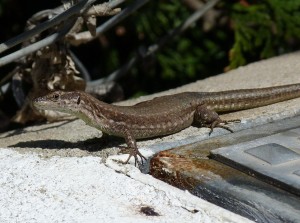 Samička, asi Podarcis carbonelli,( nemala massetericum). 