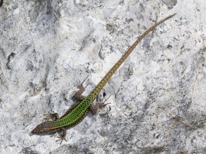 Samec jašterice druhu Podarcis vaucheri.