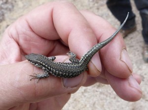 Dva samci Podarcis hispanicus z cesty po Sierra de las Villas.