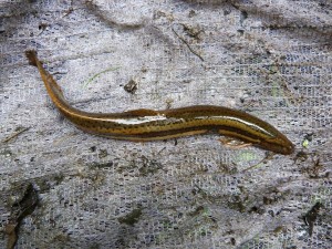 Asi 30 cm veľký čík európský ( Misgurnus fossilis ).