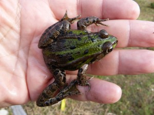 Skokany zelené ( Pelophylax esculentus ). Vľavo zdravý. Vpravo s nepohyblivou zadnou nohou.