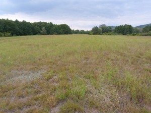 Piesková lúka najbližšie k Ipli ( prvá ). Na rozhraní lužného lesa (naľavo) a lúky behalo množstvo malých jašteríc krátkohlavých.