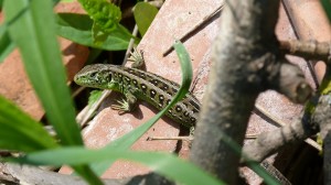 Samec jašterice krátkohlavej( Lacerta agilis argus ) z parkoviska u reštaurácie.