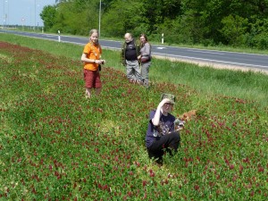 Ďatelinová lúka ( Trifolium incarnatum ).