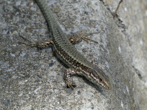 Jašterica múrová (Podarcis muralis brongniardii ), samec, odpočívadlo Air de Bidart - Guéthary, 04.05.2024.