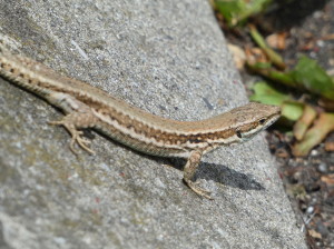 Jašterica múrová ( Podarcis muralis brongniardii ), samička, odpočívadlo Air de Bidart, 04.05.2024.