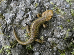 Mláďa salamandry ( Salamandra salamandra alfredschmidti ), 05.05.2024.