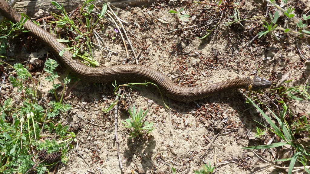 Užovka obojková (Natrix natrix), väčšina mala nahnedlú farbu.