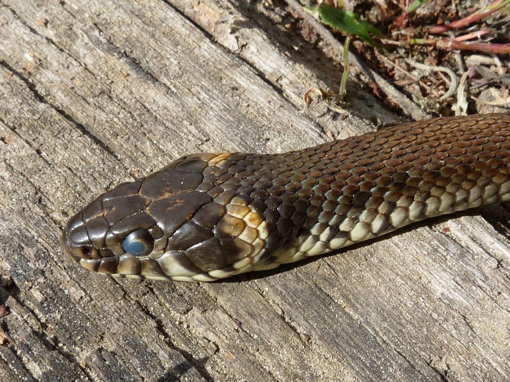 Detail hlavy užovky obojkovej ( Natrix natrix ).
