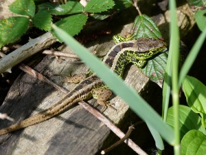 Samec jašterice krátkohlavej ( Lacerta agilis argus ). 