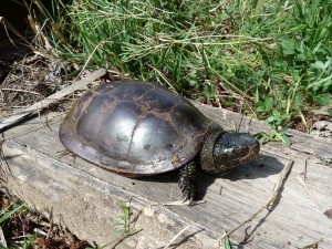 Korytnačka močiarná ( Emys orbicularis ).